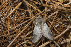 Disparia nigrofasciata