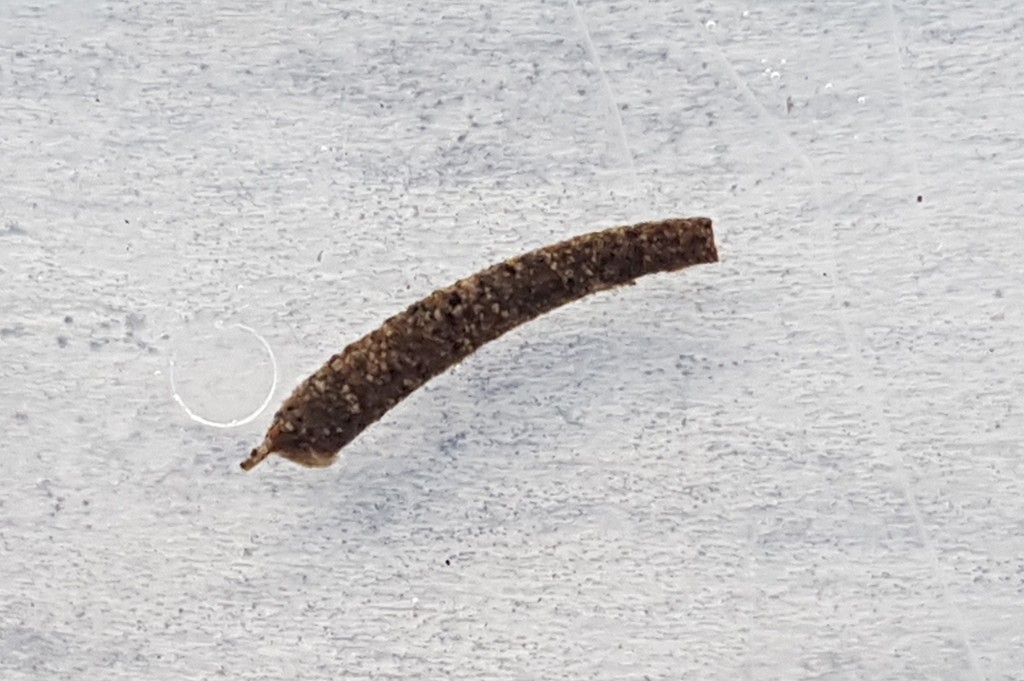 Pycnocentrella