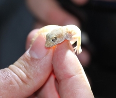 Stenodactylus sthenodactylus