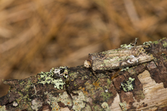 Xylena tatajiana