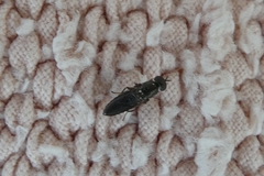 Scenopinus fenestralis