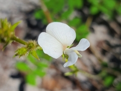 Tephrosia spicata