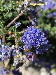Ceanothus hearstiorum