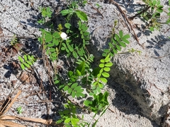 Tephrosia spicata
