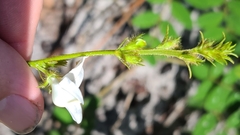 Tephrosia spicata