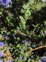 Ceanothus hearstiorum