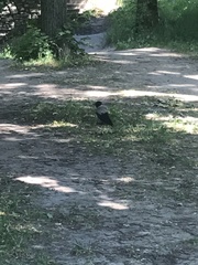 Corvus cornix