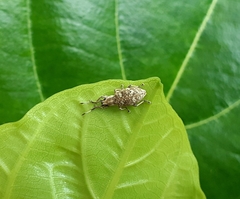 Myllocerina