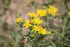 Heterotheca fulciens