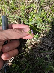 Vicia ludoviciana