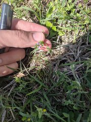 Vicia ludoviciana