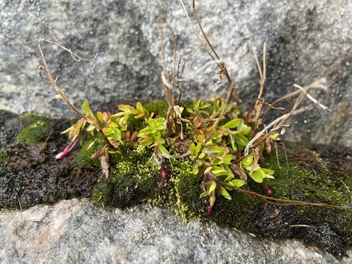 Pimpernel willowherb (Epilobium anagallidifolium)