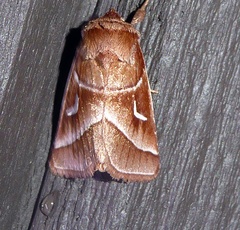 Fagitana littera