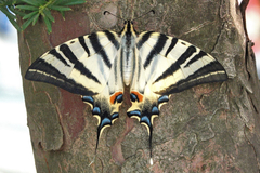 Iphiclides