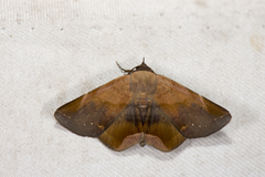 Psimada quadripennis