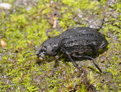 Amycterus