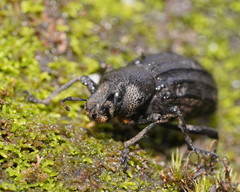 Amycterus