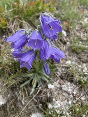 Campanula alpina