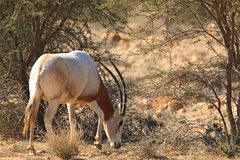 Oryx dammah