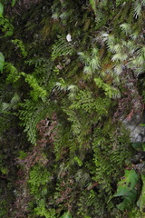 Hymenophyllum polyanthos
