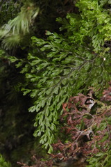 Hymenophyllum polyanthos