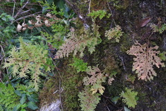 Selaginella involvens