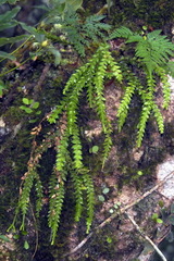 Phlegmariurus salvinioides