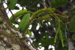 Phlegmariurus fordii