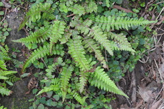 Leptogramma tottoides