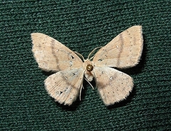 Cyclophora dataria