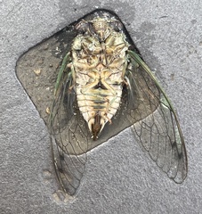 Neotibicen