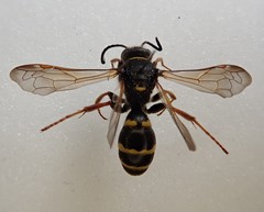 Argogorytes mystaceus