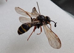 Argogorytes mystaceus