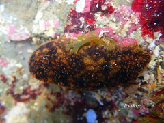 Holothuria cinerascens