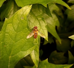 Episyrphus balteatus
