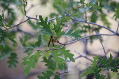 Polistes kaibabensis