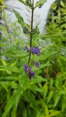 Caryopteris × clandonensis