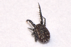Caeculidae