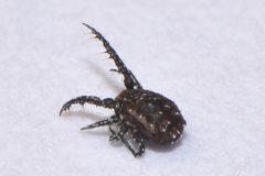 Caeculidae
