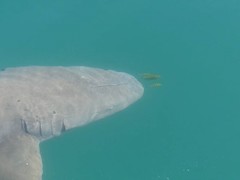 Gnathanodon speciosus