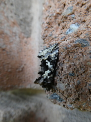 Syngrapha rectangula