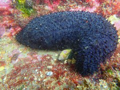 Holothuria leucospilota