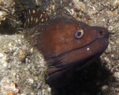 Gymnothorax prionodon