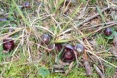 Corybas fimbriatus