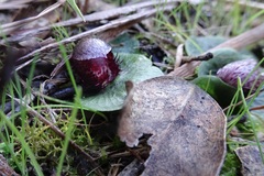 Corybas fimbriatus