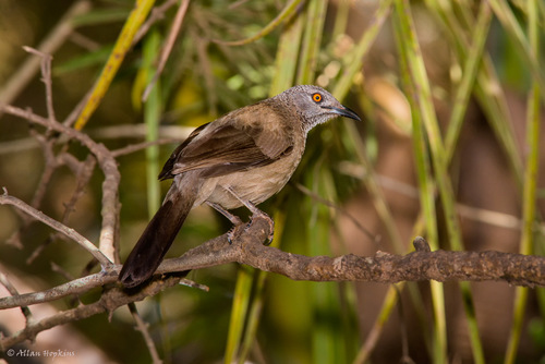 Gambian Brown Babbler (Subspecies Turdoides plebejus platycirca ...