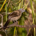 Gambian Brown Babbler - Photo (c) Allan Hopkins, some rights reserved (CC BY-NC-ND)