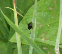 Capsus