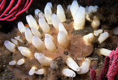 Polymastia pachymastia