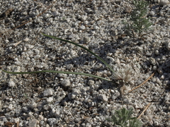 Lophioprason